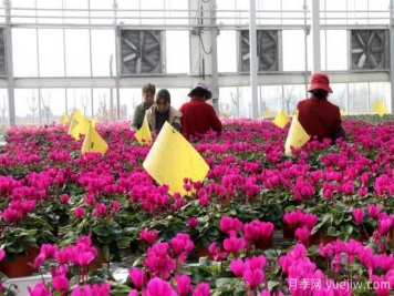 扬州高邮：每天发货30万株，花工厂绽放乡村振兴致富花