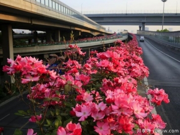 30万株新品种，杭州高架月季会带来什么样的惊喜？