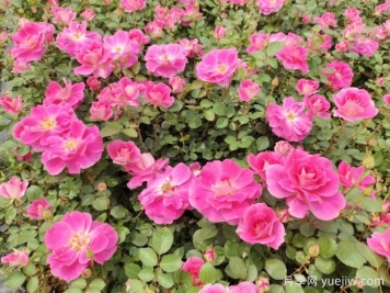 仙境盆栽月季杯苗粉色丰花，绿化工程批发
