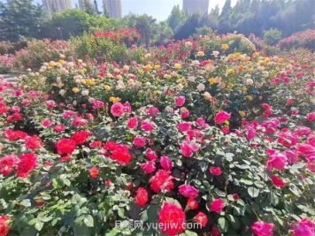 郑州月季公园40万株月季竞相绽放，感受花漾生活