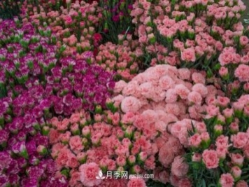 中国6大花市，全国花卉批发市场介绍