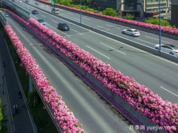 杭州高架月季初开，2024年又到走花路时间