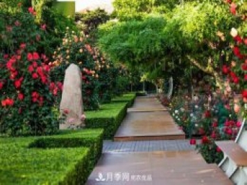 秦皇岛适合养月季花，市花和市树是什么