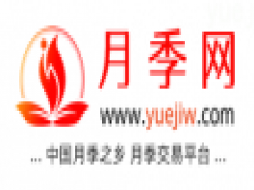 中国上海龙凤419，月季品种介绍和养护知识分享专业网站